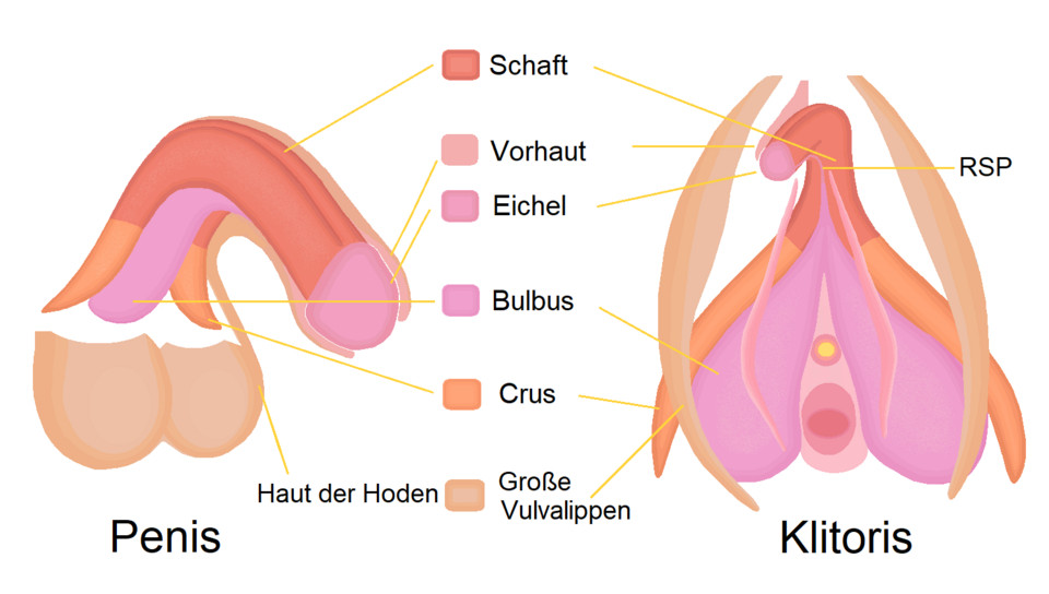 Vergleich von Vulva und Penis