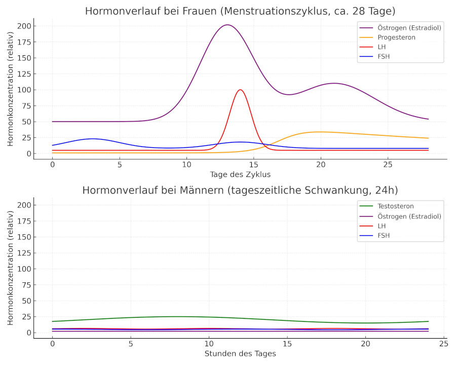Vergleich der Hormonkurve bei Männern und Frauen