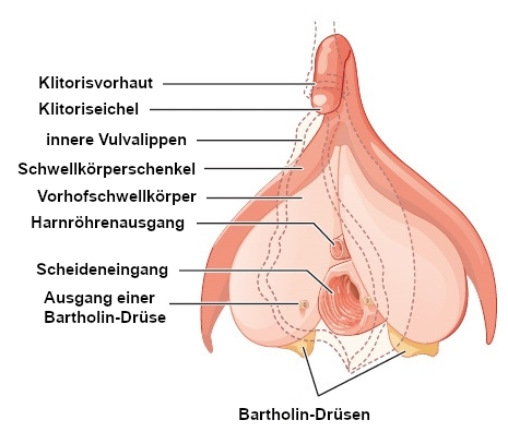 Klitoris Detailansicht