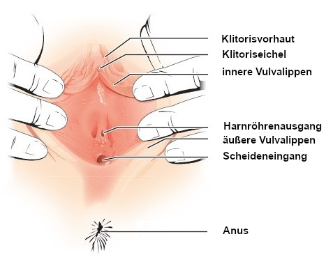 Vulva-Anatomie