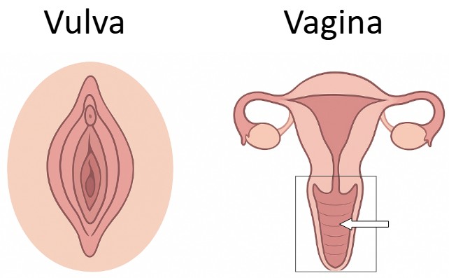 Vulva und Vagina