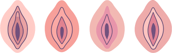 vulva-header